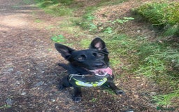 Shepsky dogs for sale: Sasha Shepsky 9 months old - Image 1