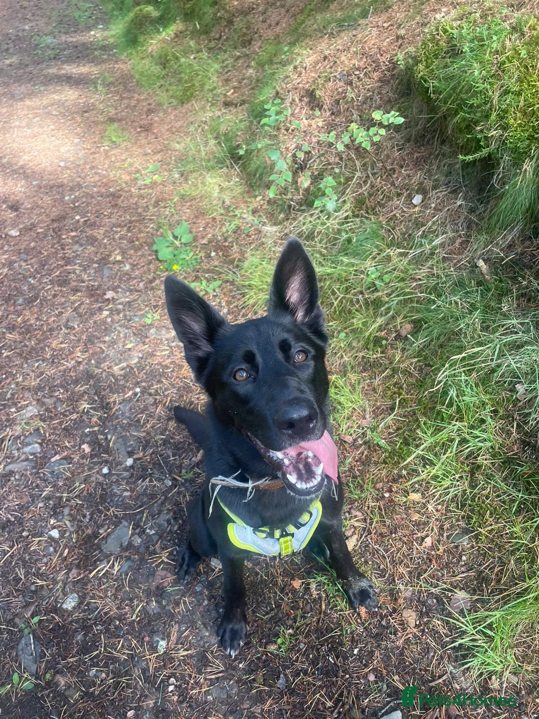 Shepsky dogs for sale: Sasha Shepsky 9 months old - Image 1