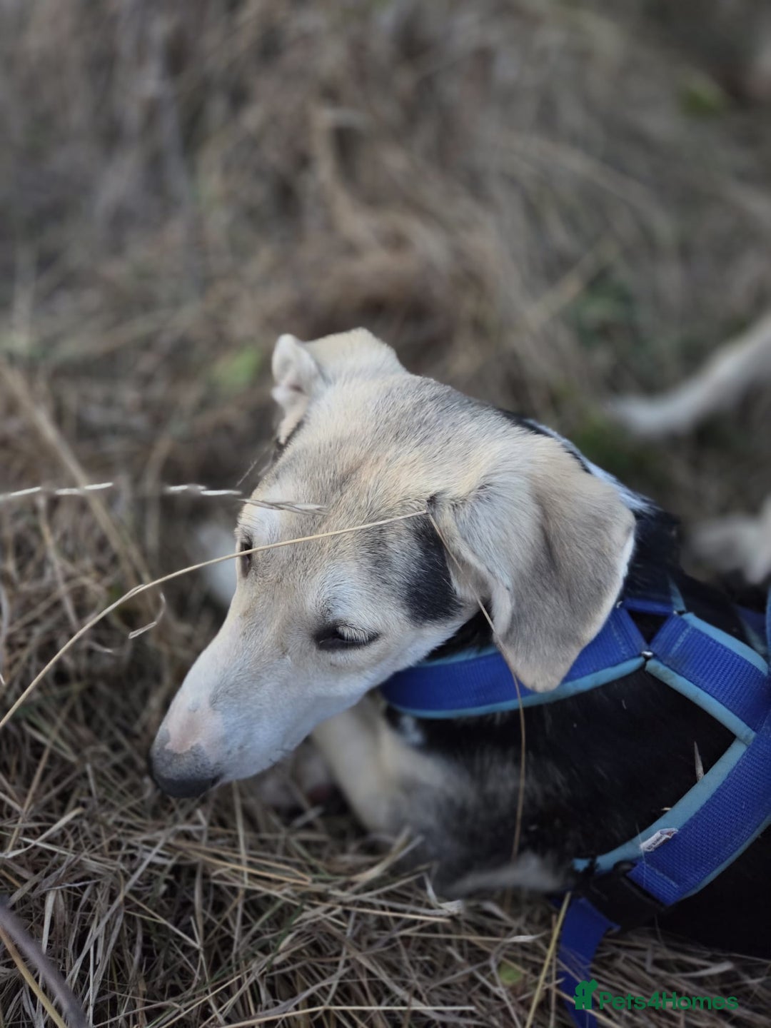 Mixed Breed dogs for adoption: RICKY - a superb young boy for a Loving Home - Advert 9