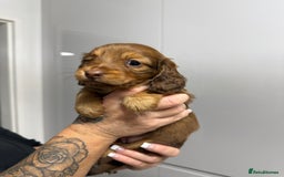 Miniature Dachshund dogs for sale: Beautiful Longhair miniature Dachshund - Image 16