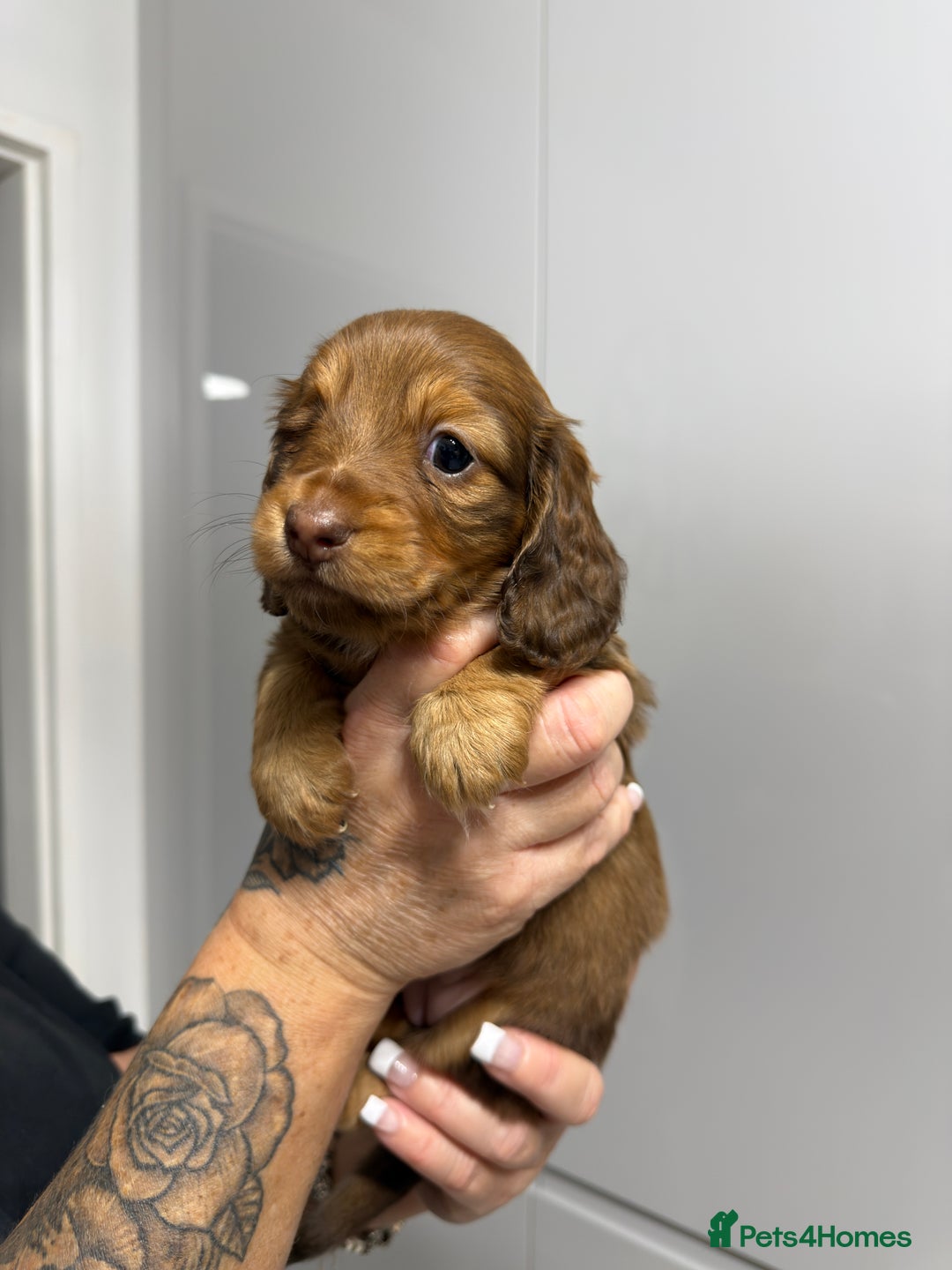 Miniature Dachshund dogs for sale: Beautiful Longhair miniature Dachshund - Image 16
