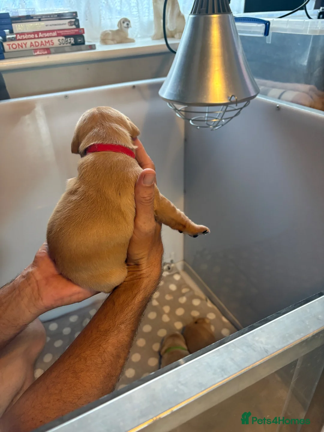 Labrador Retriever dogs for sale: 3 Adorable Labrador puppies all female  - Advert 12