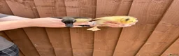Ducks poultry for sale: 11 Day Old Large Mixed Breed Unsexed Ducks - Advert 8