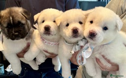 Akita dogs for sale: 4 Chunky American Akita puppies  - Image 1