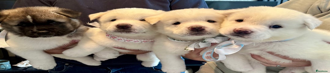 Akita Puppy 3