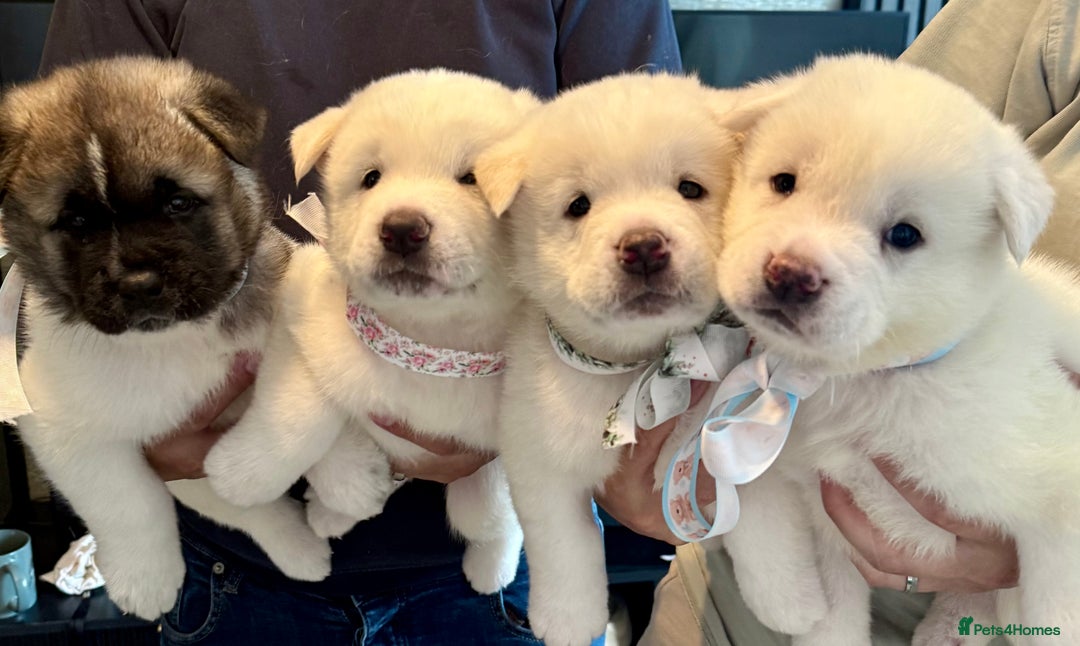 Akita dogs for sale: 4 Chunky American Akita puppies  - Image 1