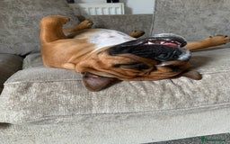 English Bulldog dogs for sale: English bulldog - Image 4
