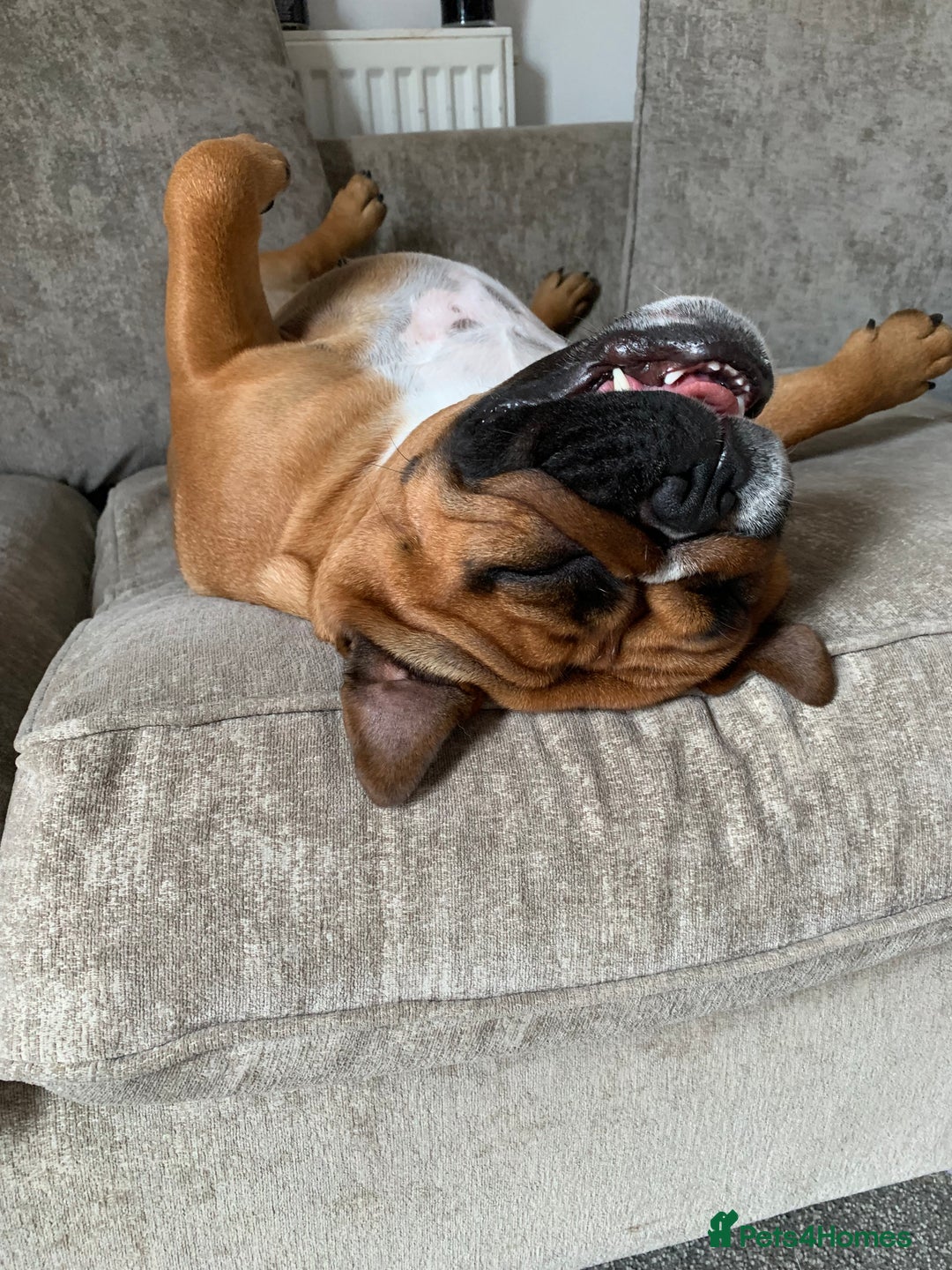 English Bulldog dogs for sale: English bulldog - Image 4
