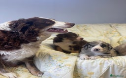 Border Collie dogs for sale: Border collie puppies  - Image 11