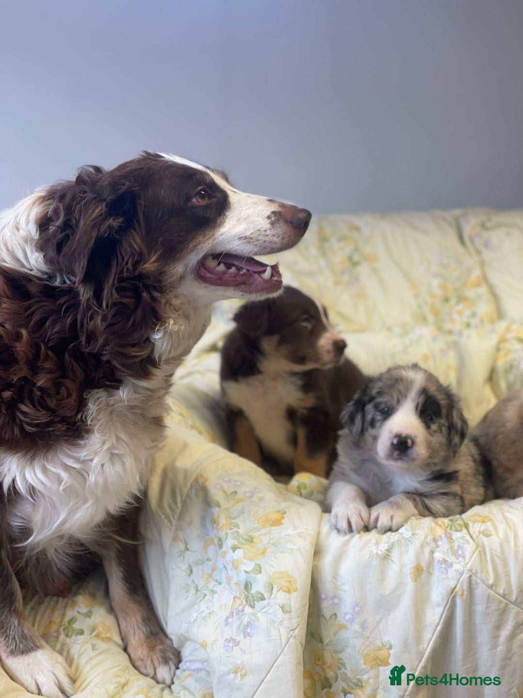 Border Collie dogs for sale: Border collie puppies  - Image 11