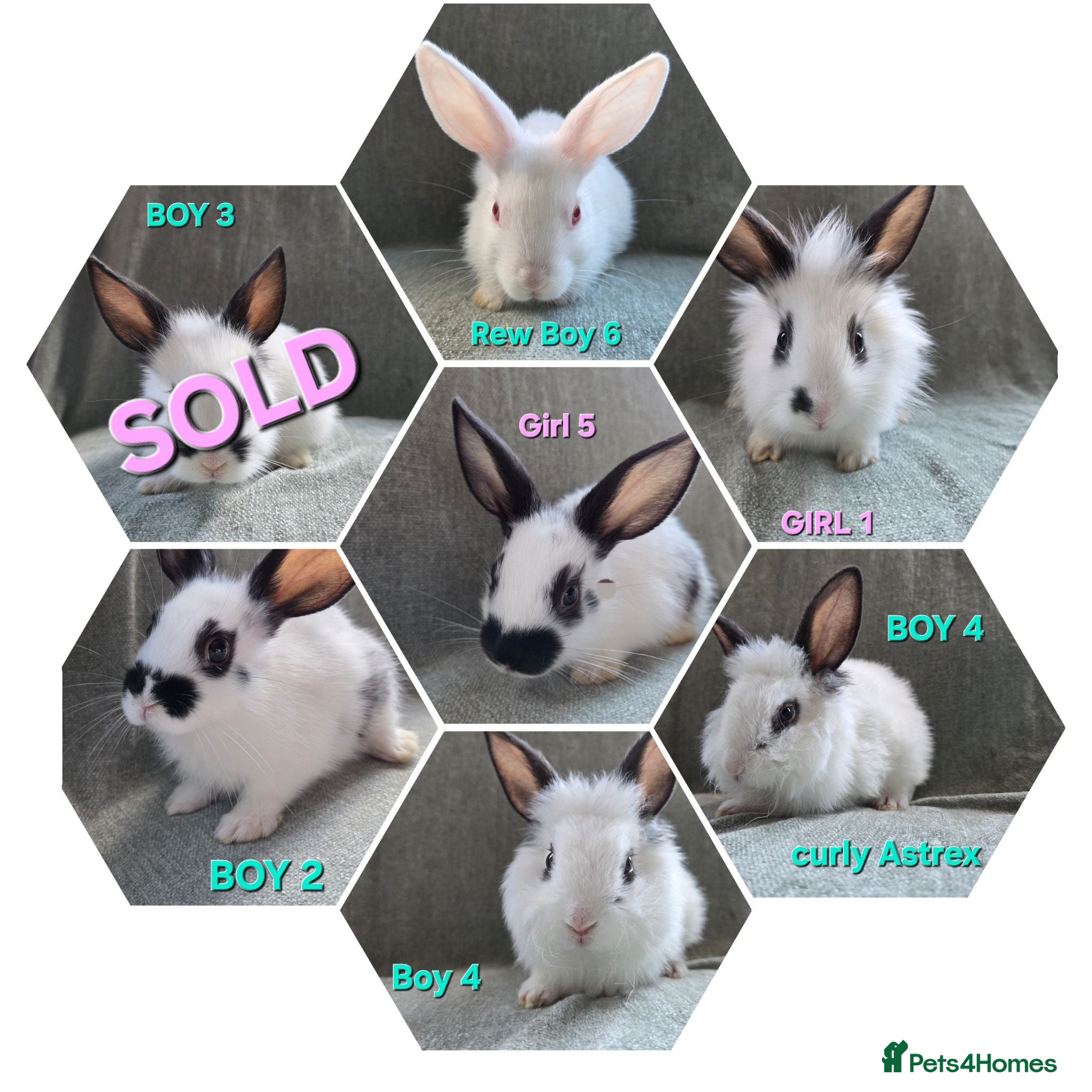 Lionhead rabbits ☆£35 each☆Lion head cross *  - Advert 1