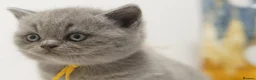 British Shorthair cats for sale: ✨ CIAOKITTY — BLUE BRITISH SHORTHAIR KITTENS ✨ in Widnes - Advert 26