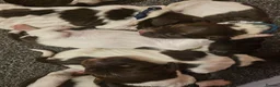 English Springer Spaniel dogs for sale: English springer puppies  - Advert 7