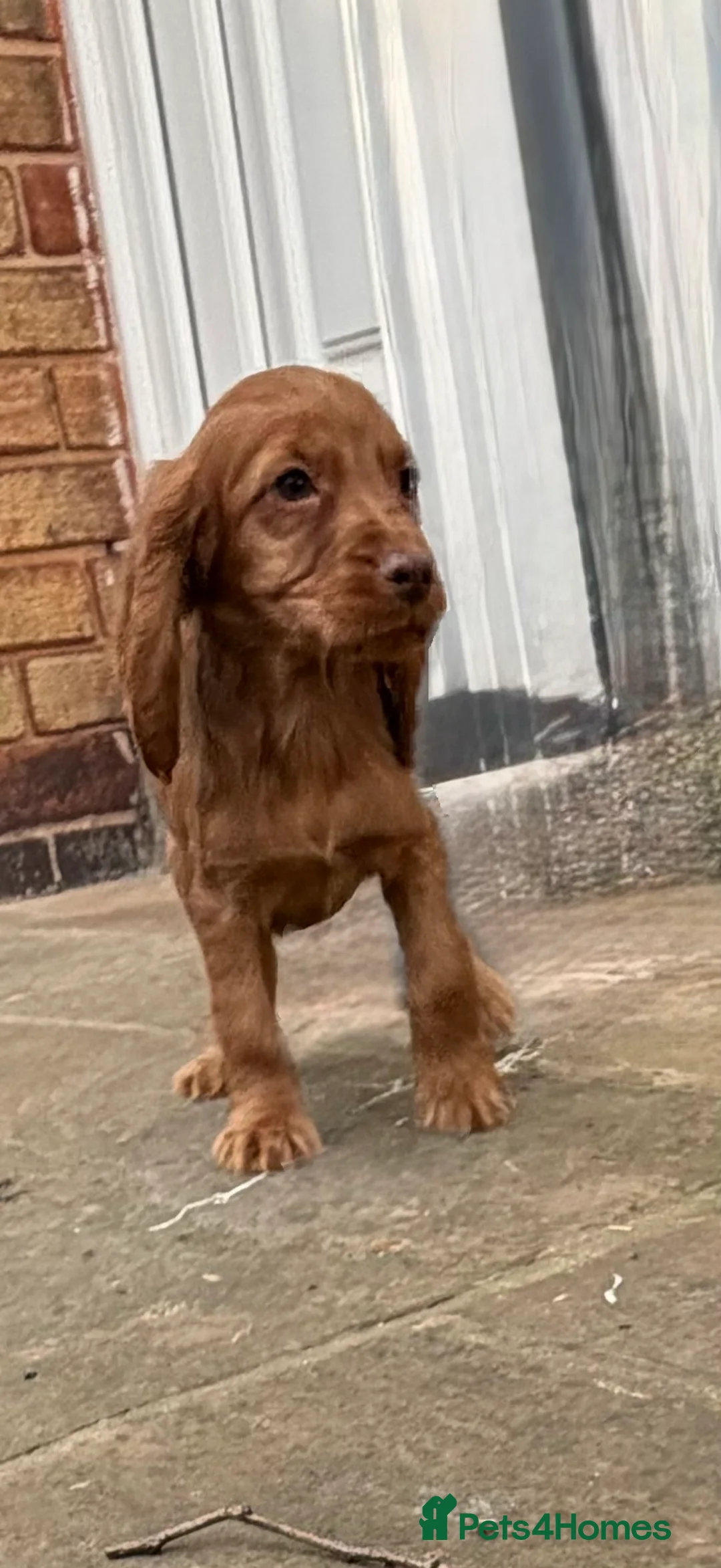 Cocker Spaniel dogs for sale: Cocker spaniel pups  - Advert 3