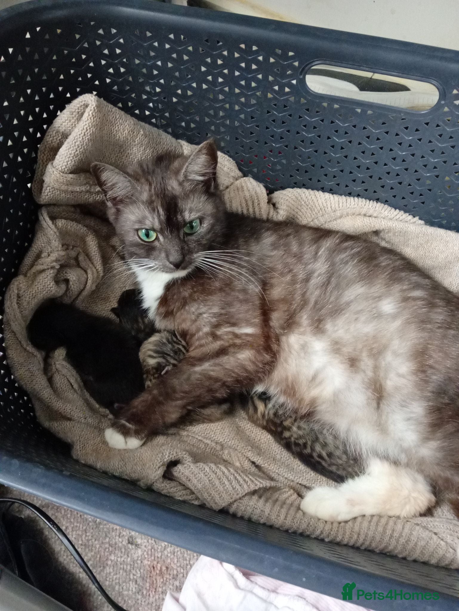 Mixed Breed cats Beautiful female kittens  - Advert 6