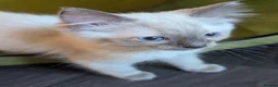 Ragdoll cats for sale: 🩵 beautiful blue point boy 🩵 - Advert 13