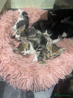 Mixed Breed cats BEAUTIFUL KITTENS - Advert 6