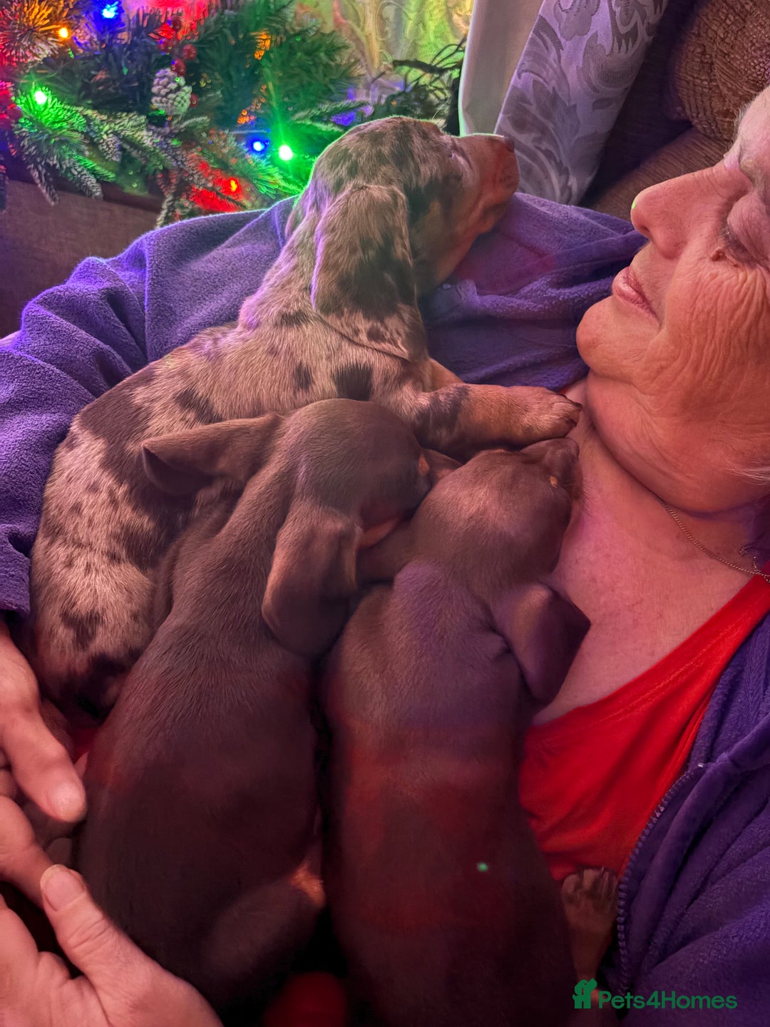 Dachshund dogs for sale: 4 absolutely gorgeous dachshund girls  - Advert 2