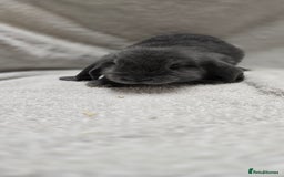 French Lop rabbits for sale: Beautiful French Lop Bunnies - Image 4