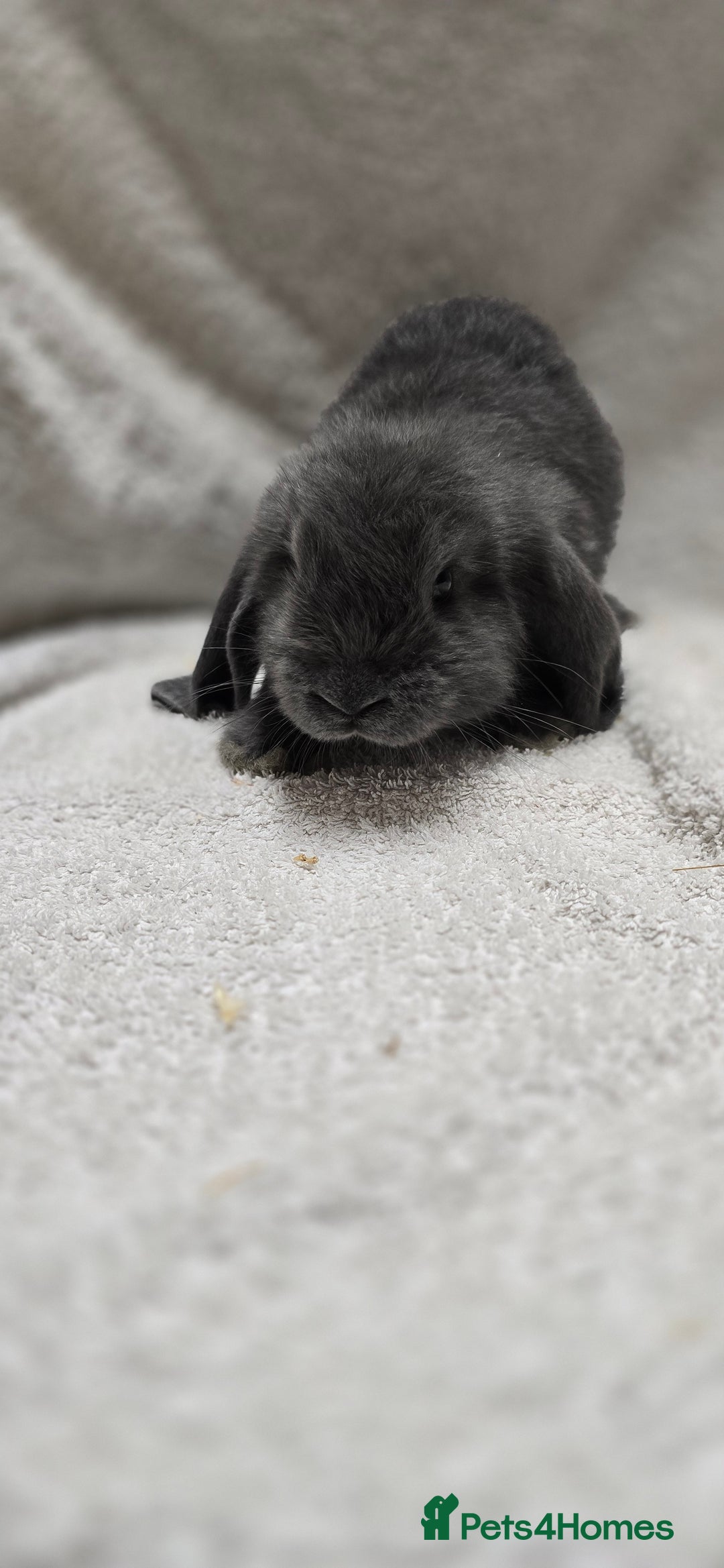French Lop rabbits for sale: Beautiful French Lop Bunnies - Image 4