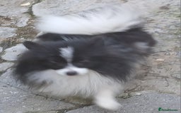 German Spitz dogs for sale: GERMAN SPITZ KLEIN - Image 2