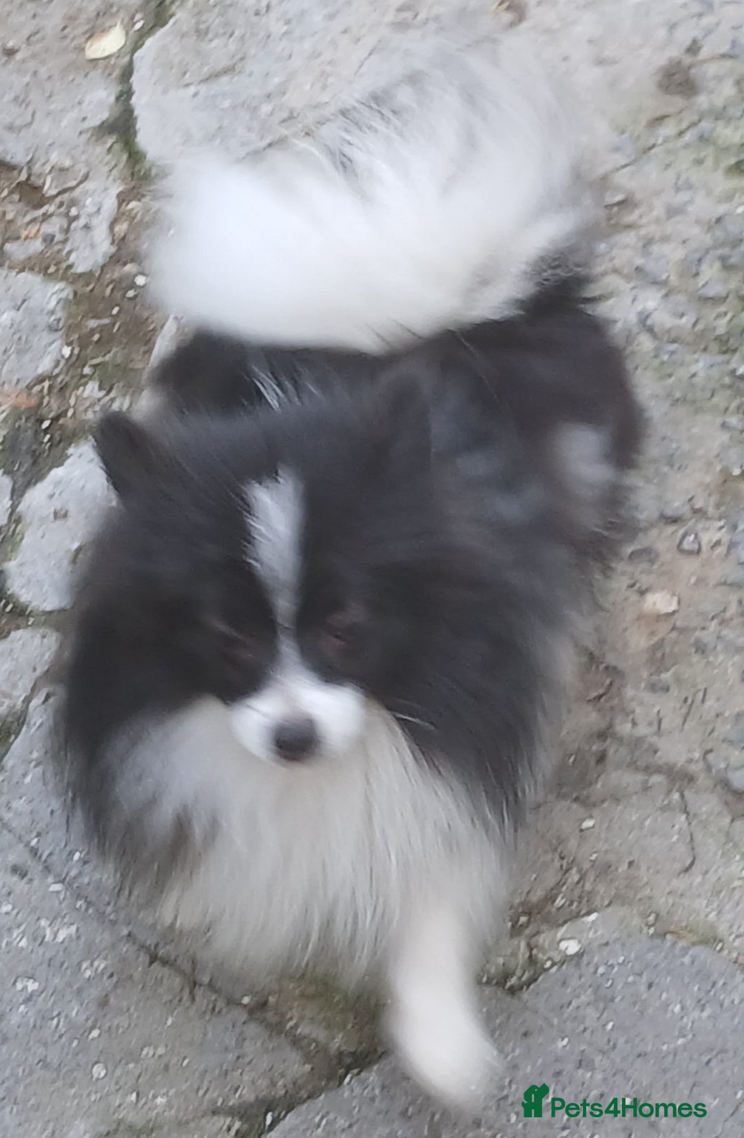 German Spitz dogs for sale: GERMAN SPITZ KLEIN - Image 2
