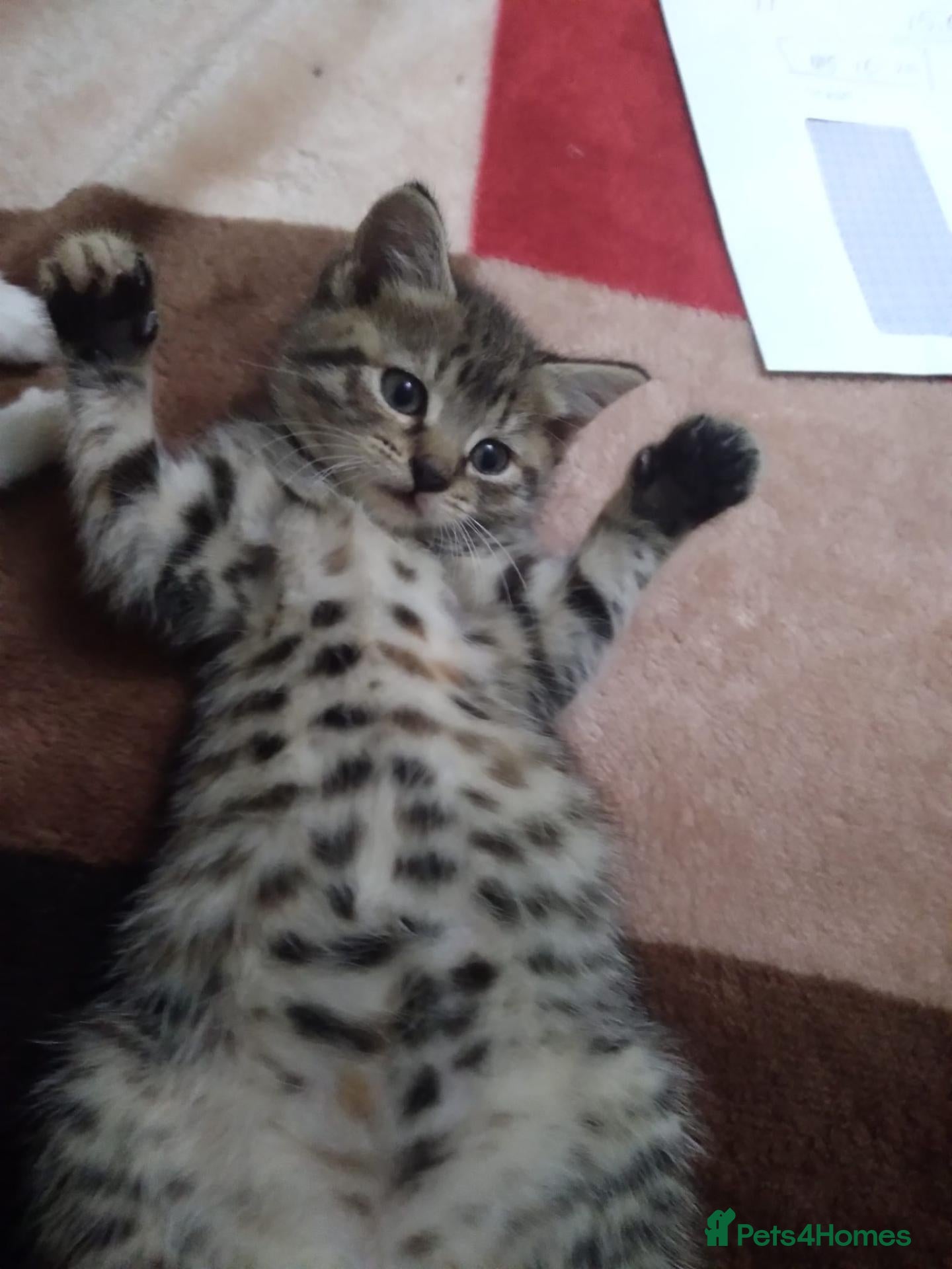 Mixed Breed cats Kitten - Advert 1