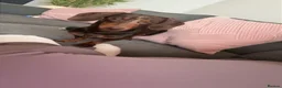 Miniature Dachshund dogs for stud: Mini Dachshund  - Advert 6