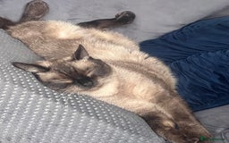 Burmese cats for sale: Male burmese cat  - Image 3
