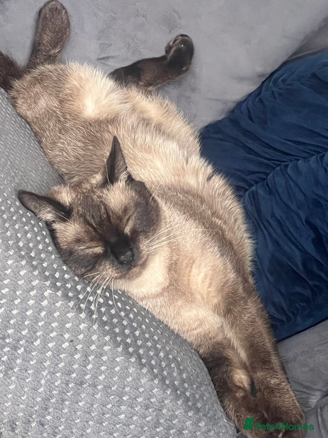 Burmese cats for sale: Male burmese cat  - Image 3