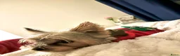 Yorkshire Terrier dogs for sale: Adorable Yorkshire Terrier Puppies 🐾❤️ - Advert 3