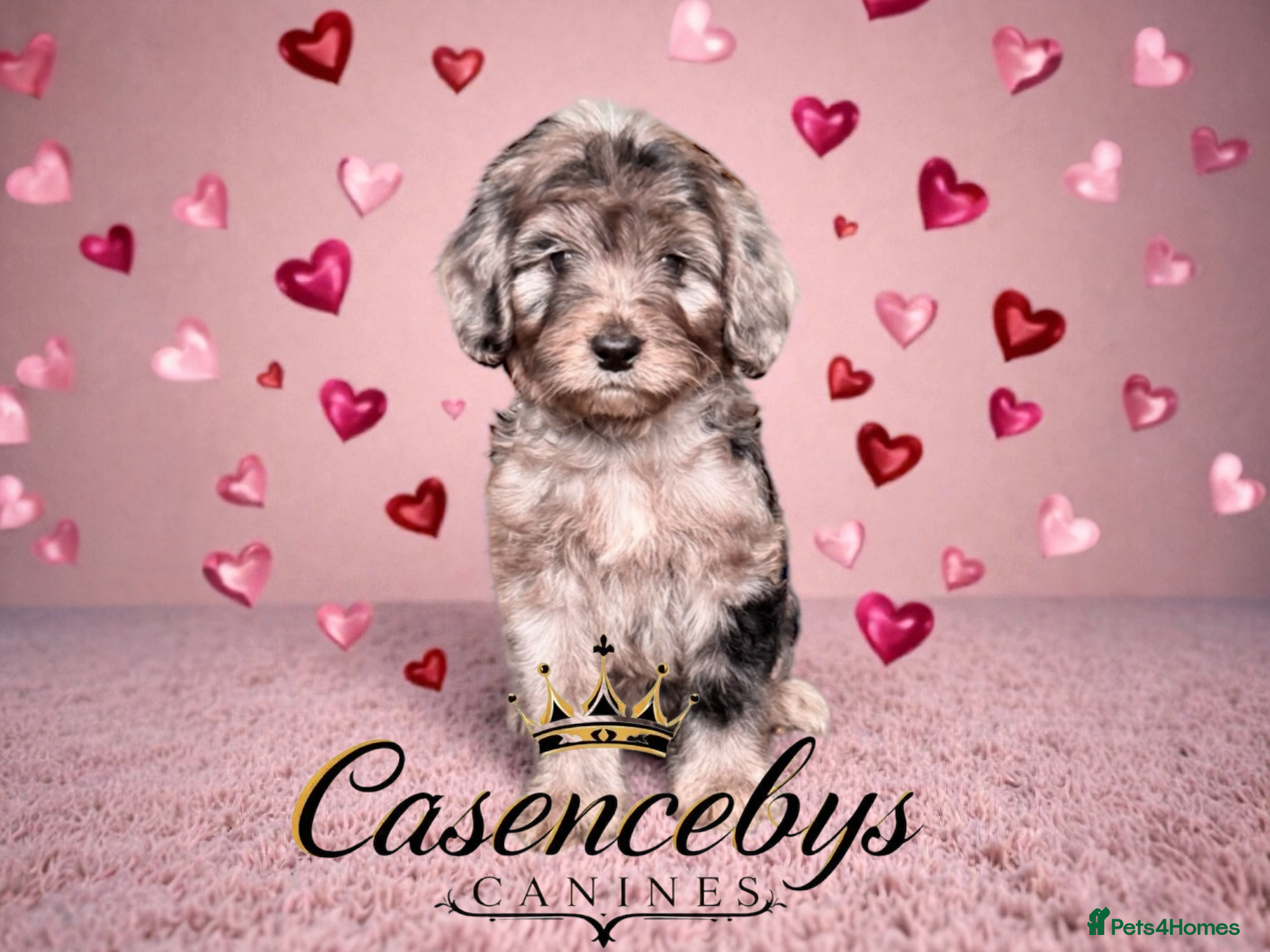 Cockapoo dogs 🐶THE MOST PERFECT DNA CLEAR MINI F1 COCKAPOOS🐶 - Advert 2