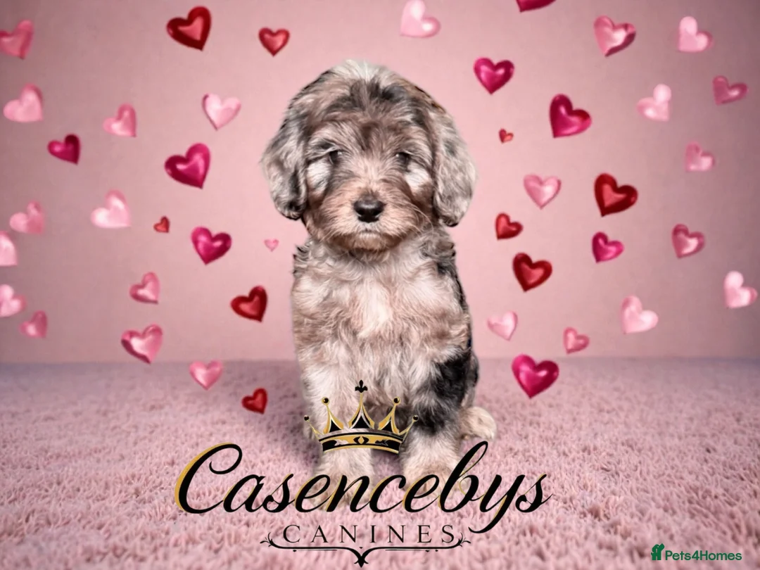 Cockapoo dogs for sale: 🐶THE MOST PERFECT DNA CLEAR MINI F1 COCKAPOOS🐶 - Advert 5