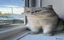 Scottish Fold cats for sale: Beautiful Scottish Straight - Image 2