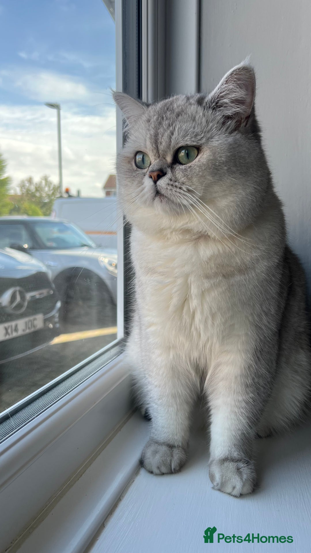 Scottish Fold cats for sale: Beautiful Scottish Straight - Image 2