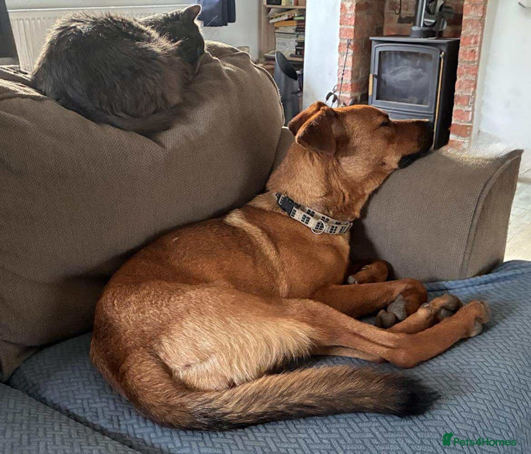 Mixed Breed dogs for adoption: Sasha with a zest for life  - Advert 8