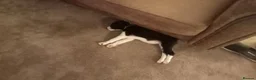 Border Collie dogs for sale: Kevin Smith in Lincoln - Advert 11