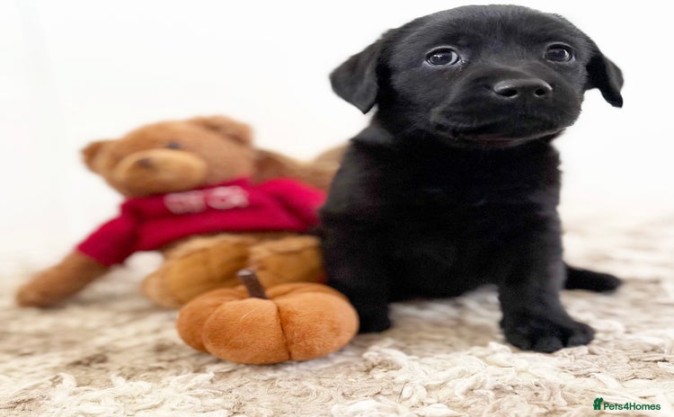 Labrador Retriever dogs - Advert 1