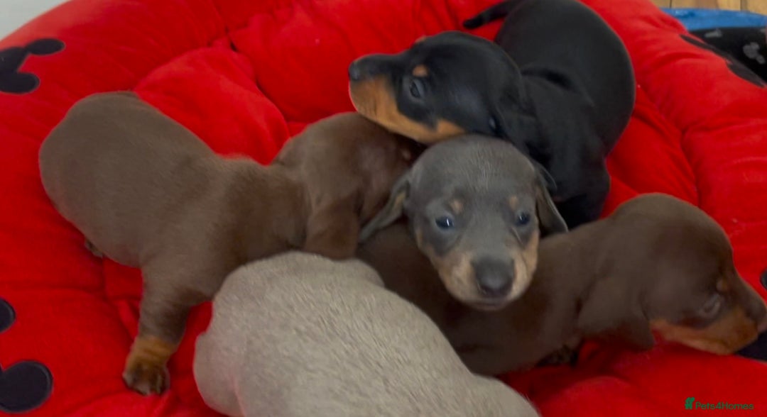 Dachshund dogs for sale: 5 beautiful miniature Dachshund puppies - Image 7