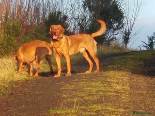 Labrador Retriever dogs Fully Health Tested Red Fox Lab Stud - Advert 1