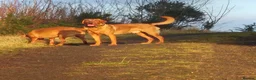 Labrador Retriever dogs for stud: Fully Health Tested Red Fox Lab Stud - Advert 1