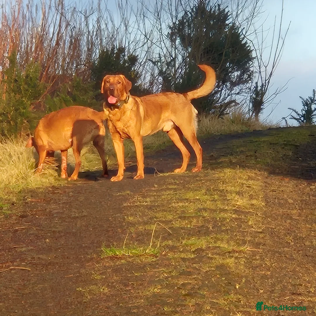 Labrador Retriever dogs for stud: Fully Health Tested Red Fox Lab Stud - Advert 1