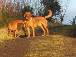 Labrador Retriever dogs Fully Health Tested Red Fox Lab Stud - Advert 8