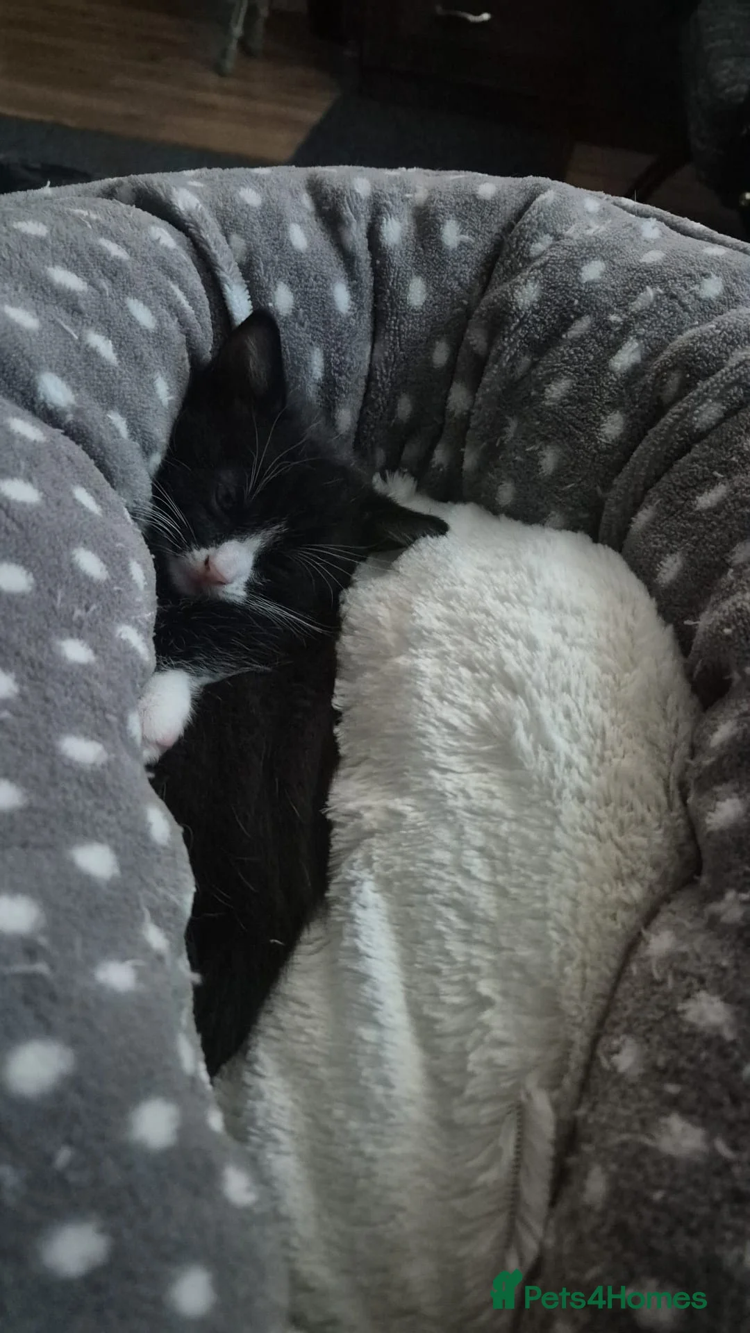 Mixed Breed cats for sale: Kittens for sale - Advert 11