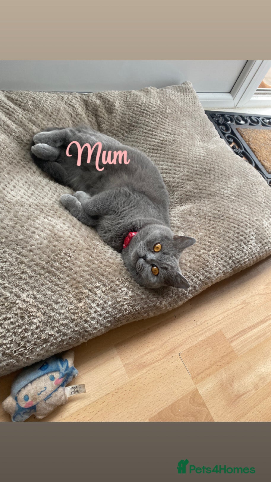 British Shorthair cats British blue shorthaired kittens  - Advert 4