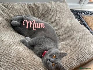 British Shorthair cats British blue shorthaired kittens - Advert 1