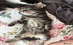 British Longhair cats for sale: Beautiful kittens for sale - Image 6