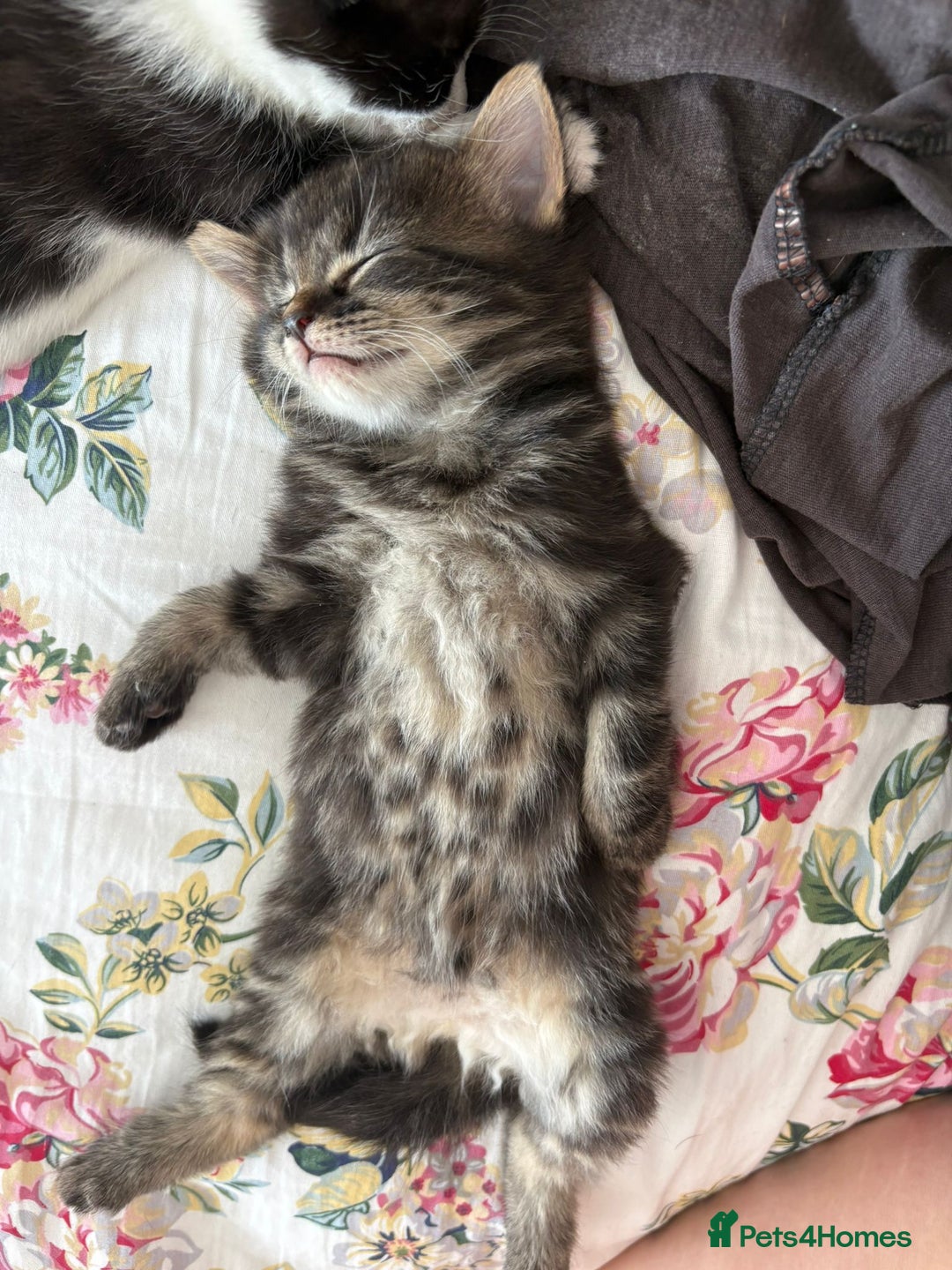 British Longhair cats for sale: Beautiful kittens for sale - Image 6
