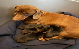 Miniature Dachshund dogs for sale: KC REGISTERED MINIATURE DACHSHUND PUPS - Image 10