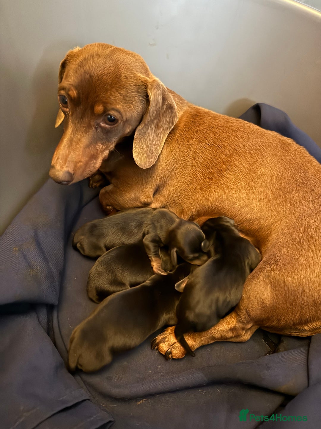 Miniature Dachshund dogs for sale: KC REGISTERED MINIATURE DACHSHUND PUPS - Image 10